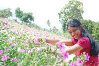 Nila Meethu Kadhal Movie Stills